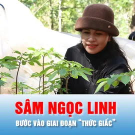 Podcast bản tin chiều 22-3: Mùa sâm Ngọc Linh “thức giấc”