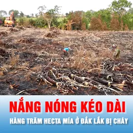 Podcast bản tin chiều 9-4: Hàng trăm hecta mía ở Đắk Lắk bị thiêu rụi do nắng nóng