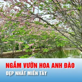 Podcast bản tin trưa 19-4: Ngắm vườn hoa anh đào đẹp nhất miền Tây