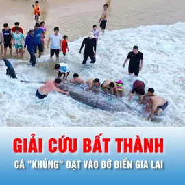 Podcast bản tin chiều 4-5: Giải cứu bất thành cá "khủng" dạt vào bờ biển Gia Lai