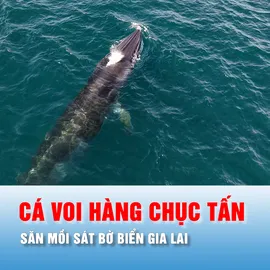 Podcast bản tin thời sự 13-6: Cá voi hàng chục tấn xuất hiện, săn mồi sát bờ biển Gia Lai