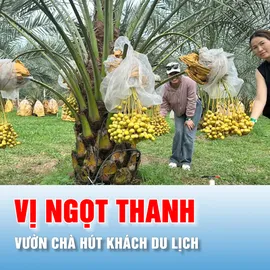 Podcast tin thời sự ngày 15-8: Vườn chà là kết hợp du lịch tại Đồng Nai mang giá trị cao