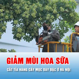 Podcast tin thời sự ngày 16-10: Hà Nội cắt tỉa hoa sữa trên nhiều tuyến đường 