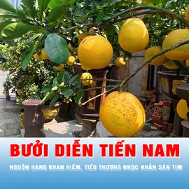 Bưởi Diễn tiến Nam: Nguồn hàng khan hiếm, tiểu thương nhọc nhằn săn tìm
