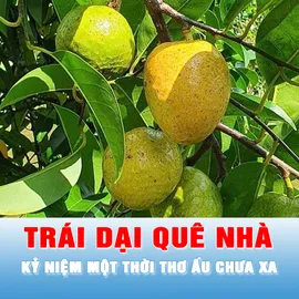 Trái dại quê nhà