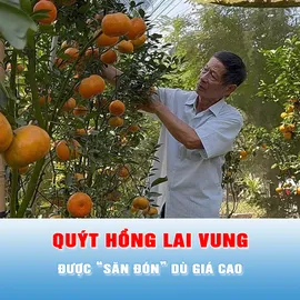 Podcast tin tối 9-2: Vì sao Quýt hồng Lai Vung được “săn đón” dù giá cao?