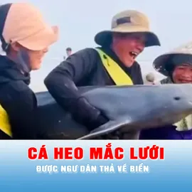Podcast tin tối 28-3: Cá heo mắc lưới được ngư dân thả về biển