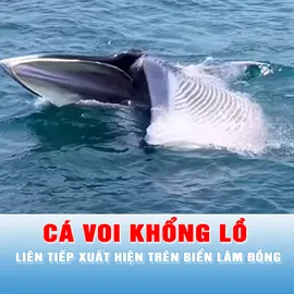 Podcast tin chiều 23-4: Cá voi khổng lồ liên tiếp xuất hiện trên biển Lâm Đồng