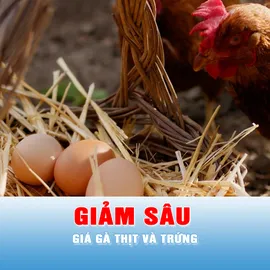 Podcast tin tối 10-5: Giá gà thịt và trứng giảm sâu
