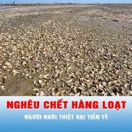 Podcast tin tối 24-5: Nghêu chết hàng loạt, người nuôi thiệt hại tiền tỷ