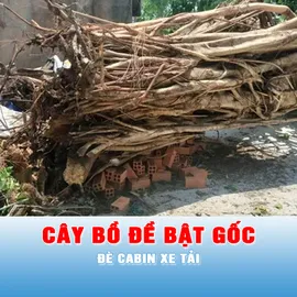 Podcast tin tối 14-6: Cây bồ đề bật gốc, đè cabin xe tải