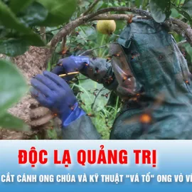 Podcast bản tin trưa 10-8: Độc lạ Quảng Trị: Cắt cánh ong chúa và kỹ thuật "vá tổ" ong vò vẽ