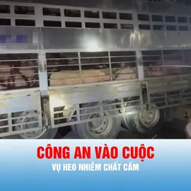Podcast bản tin trưa 12-8: Nhiều cơ sở thu mua trộn chất cấm vào cám để tăng trọng cho heo 