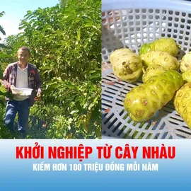 Podcast bản tin trưa 13-8: Khởi nghiệp từ cây nhàu mọc hoang