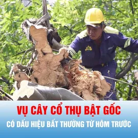 Podcast tin thời sự ngày 7-10: Vụ cây cổ thụ bật gốc, đã có dấu hiệu bất thường từ trước