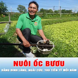 Podcast tin thời sự ngày 26-10: Thu tiền tỷ mỗi năm từ nuôi ốc bươu bằng thảo dược