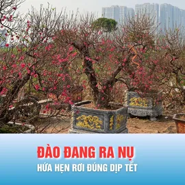 Podcast tin chiều 31-1: Xu hướng người chơi đào năm 2026