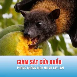 Podcast bản tin chiều 11-2: TPHCM chỉ đạo phòng chống dịch Nipah dịp lễ tết