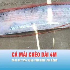 Podcast bản tin trưa 23-3: Cá mái chèo dài gần 4 mét trôi dạt vào vùng ven biển Lâm Đồng