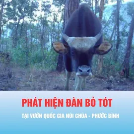 Podcast bản tin tối 18-4: Phát hiện đàn bò tót 13 đến 17 con tại Vườn Quốc gia Núi Chúa - Phước Bình