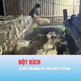 Podcast bản tin chiều 24-4: Đột kích các lò giết mổ động vật trái phép ở TPHCM