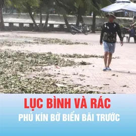 Podcast bản tin tối 4-6: Lục bình và rác phủ kín bờ biển Bãi Trước phường Vũng Tàu 