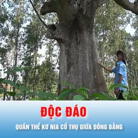 Podcast bản tin chiều 15-5: Độc đáo quần thể kơ nia cổ thụ giữa đồng bằng