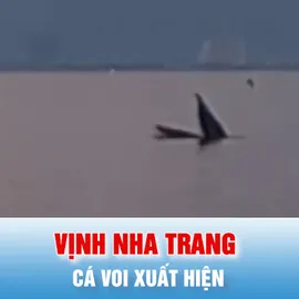 Podcast bản tin trưa 26-5: Cá voi xuất hiện tại vịnh Nha Trang