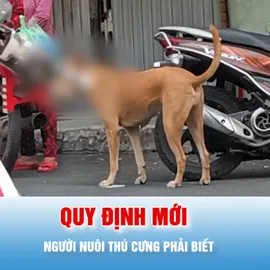 Podcast bản tin tối 12-6: Quy định mới, áp dụng từ 1-8, người nuôi thú cưng cần biết
