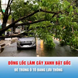 Podcast bản tin tối 12-7: Dông lốc làm cây xanh bật gốc, đè trúng ô tô đang lưu thông