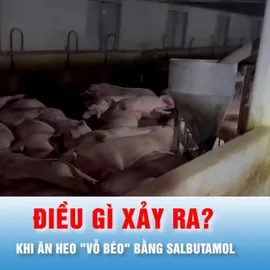 Podcast tin thời sự ngày 6-10: Điều gì xảy ra nếu ăn heo "vỗ béo" bằng Salbutamol?