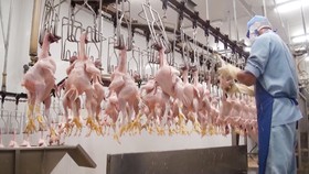 Giá gà trắng tăng từng ngày