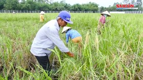 Sôi động thị trường lúa gạo cuối năm