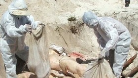 Heo bị dịch bệnh đem đi tiêu hủy