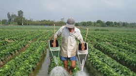 Farmers in Mekong delta earn more thanks to agricultural restructuring