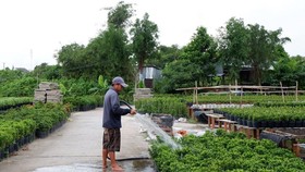 A flower farmer is watering his plants to to fully develop in shape and beauty before selling them for decorations during Tet (Photo: Bao Phuong)