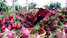 Vietnam can study the possibility of cooperation with Sicily in planting and exporting the region’s “Fico d’India”, a plant similar to Vietnamese dragon fruit. (Photo: VNA)