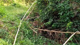 The plantation where half of a humna body is found (Photo: SGGP)
