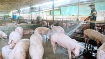 Dong Nai compensates nearly US$21 million to pig breeders affected by ASF