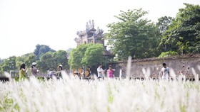 Cogon grasses blossom outside Forbidden Purple City in Hue Citadel