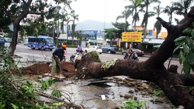 Functional force is cleaning up uprooted tree along roads