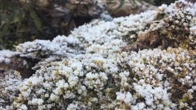 Frost appearance in peak of Chieu Lau Thi (Ha Giang)