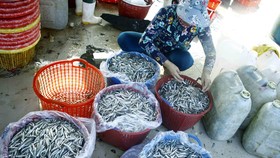 Ngư dân Quảng Ngãi được mùa cá cơm sớm