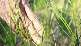 Quảng Ngãi: Người dân lo lắng vì kiệu bị cháy đầu lá, lá mốc