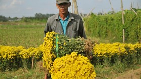 Quảng Ngãi: Cúc tai chuột, thạch bích nở rộ giữa làng hoa Nghĩa Hà