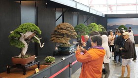 36 tác phẩm bonsai đoạt giải tại lễ hội Bonsai và Suiseki