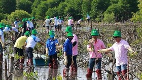 Trồng 1.500 cây đước đôi tại rừng phòng hộ ven biển