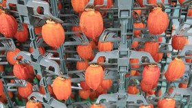 Sấy treo trái hồng Đà Lạt theo công nghệ Nhật Bản