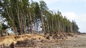 Landslide has been complicated in the Mekong Delta (Photo: SGGP)