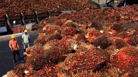 Malaysia plans to raise its export tax for crude palm oil for January 2020, for the first time in one-and-a-half years. (Photo: Thestar.com.my)
